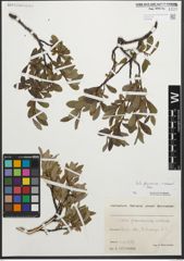 Foto von Salix glaucosericea Flod. x Salix retusa L.